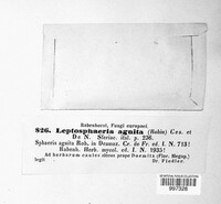 Leptosphaeria agnita image
